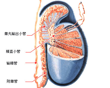 输精管