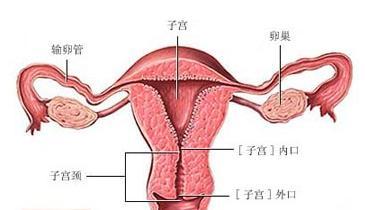 多囊卵巢能怀孕吗