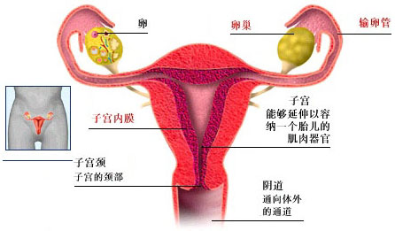 子宫肌瘤治疗