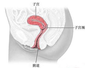 宫颈肥大