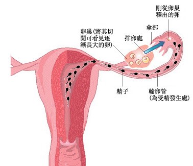 月经不调影响怀孕