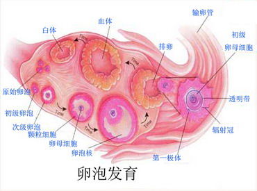 排卵障碍