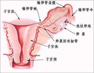 输卵管阻塞原因