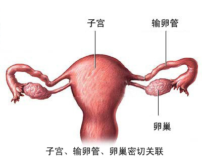 左侧输卵管堵塞的原因