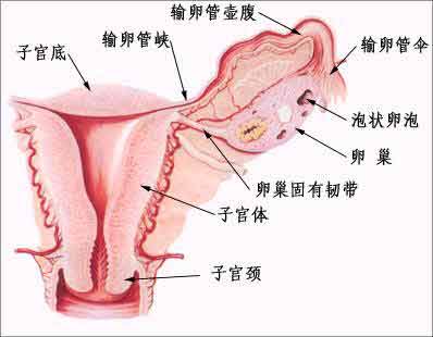 输卵管堵塞因素