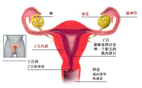 输卵管炎有哪些分类