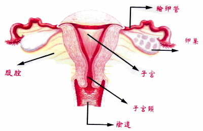 抗子宫内膜抗体治疗费用