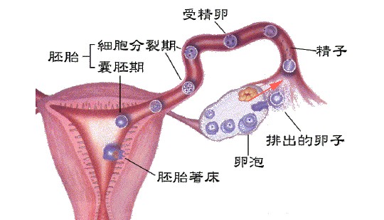 抗子宫内膜抗体