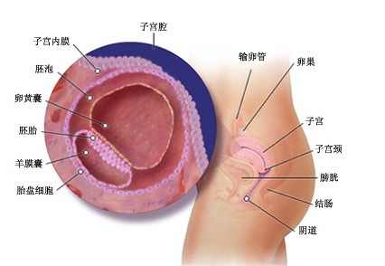 怀不上孩子先查输卵管